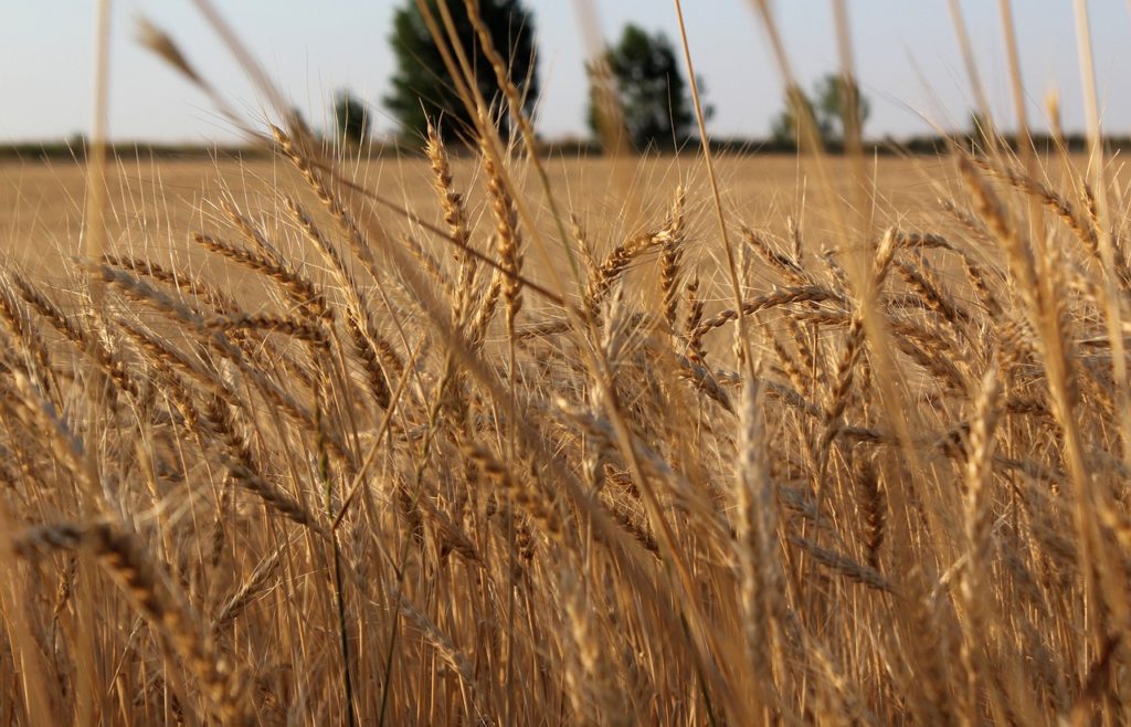 Irrigation with saline water and use of bovine biofertilizer in